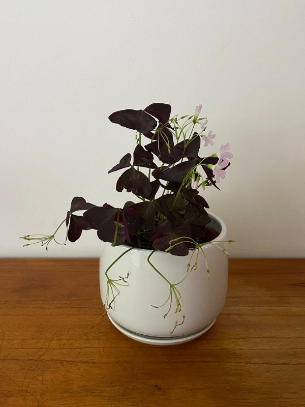 Producto - Oxalis