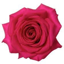 Producto - ESENCIA PURA ROSA MADRE  50 CC