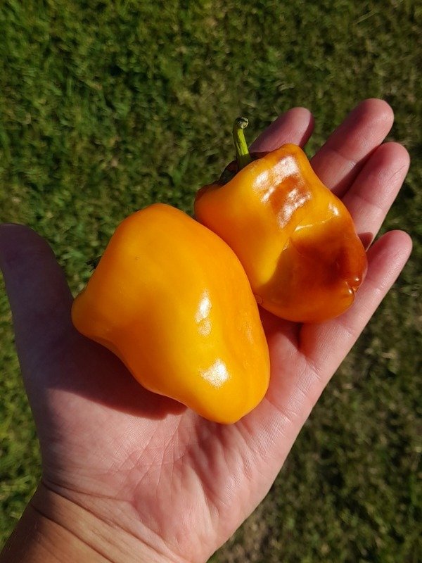 Producto - 15 Semillas de Pimiento Dulce Camaleón de Altái