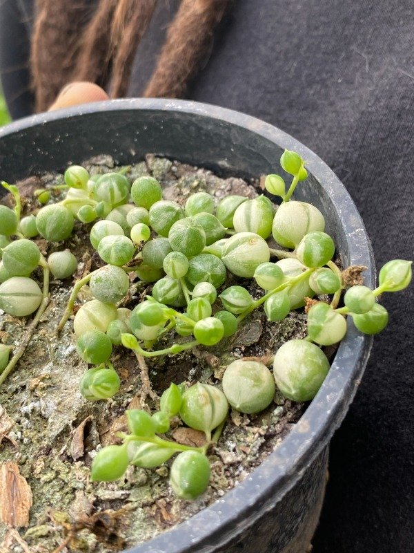 Producto - Rosario variegado