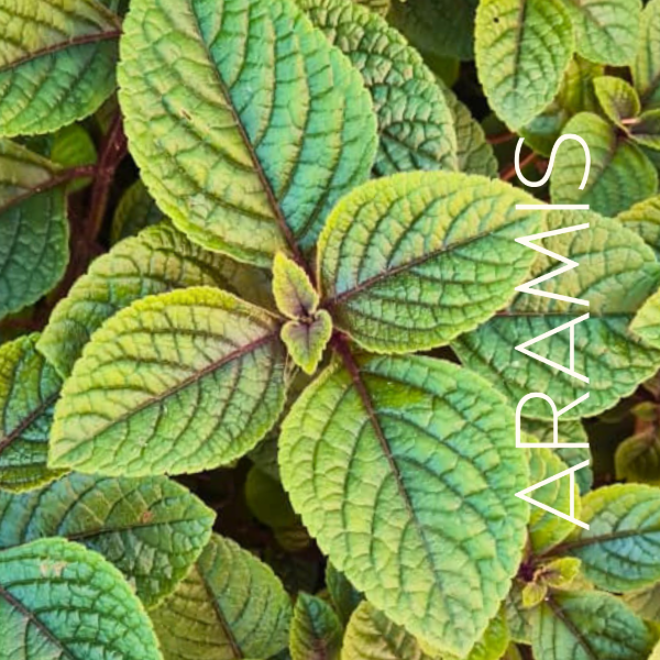 Producto - Dólar Negro x3