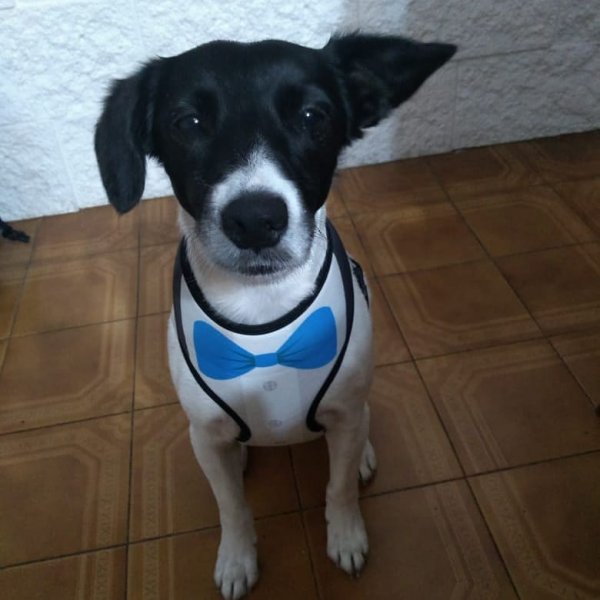 Imagen de producto - 2