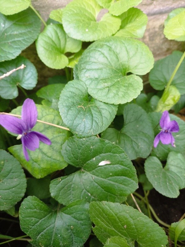 Producto - Violeta ( Viola odorata)