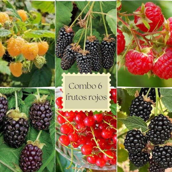 Producto - PACK 6 FRUTOS ROJOS / PATAGONICOS / FRUTA FINA