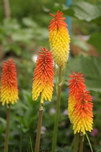 Producto - Tritoma Kniphofia