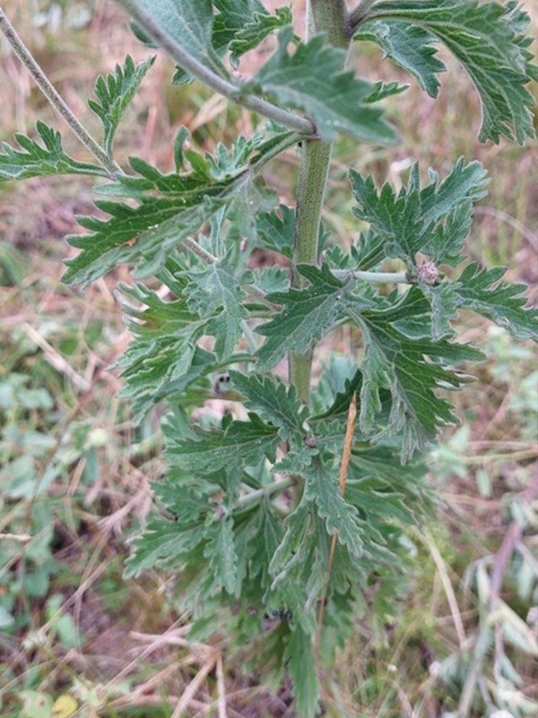 Producto - GYPTIS ARTEMISIIFOLIA - 2