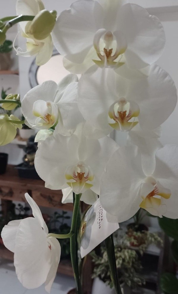 Producto - orquídea phalaenopsis