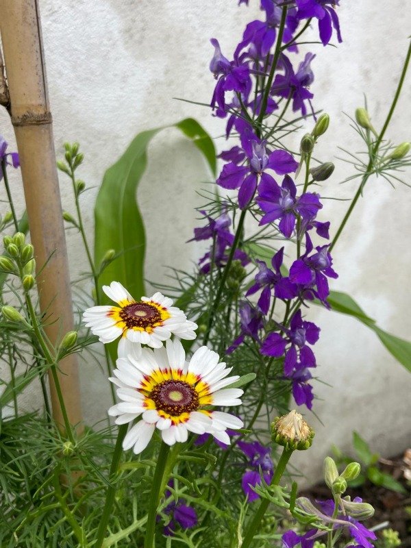 Producto - Semillas agroecologicas de crisantemo multicolor