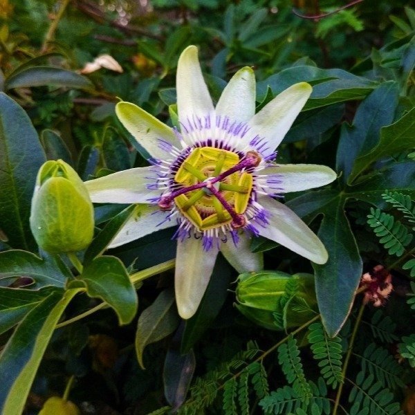 Producto - Pasionaria - Mburucuyá - Cria mariposas espejitos - enredadera nativa - 1