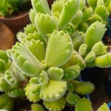 Producto - Garrita de Oso