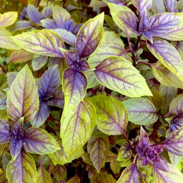 Producto - SEMILLAS DE ALBAHACA DE CORCEGA JASPEADA