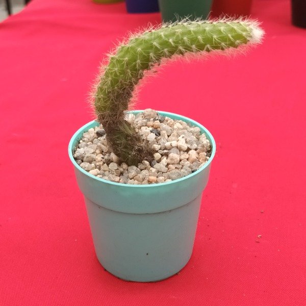 Producto - Cactus cola de mono