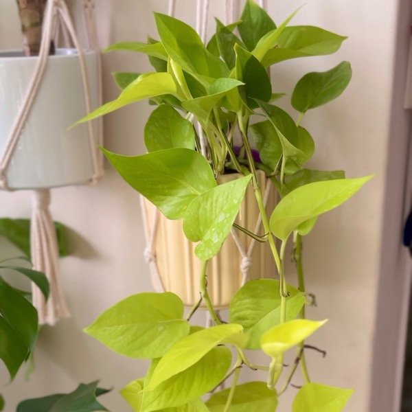 Producto - Potus Lemon Pothus Neon - S -