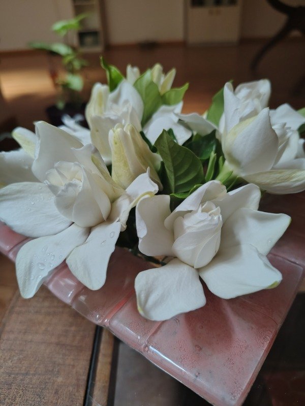 Producto - Jazminero grande