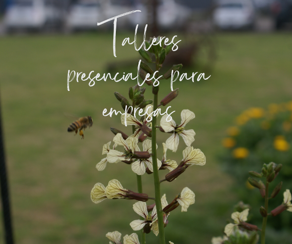 Producto - Talleres presenciales para empresas