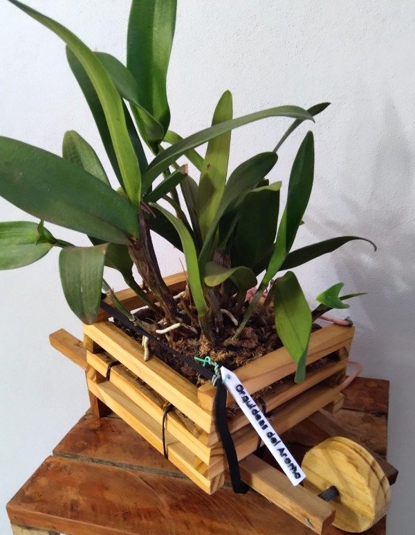 Producto - Blc Nobiles Bruno Bruno - 4