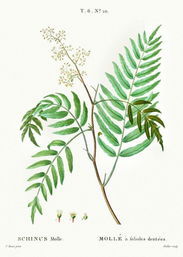 Producto - Tintura Madre Aguaribay