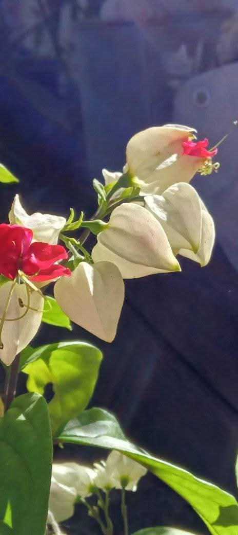 Producto - Clerodendrum - 0