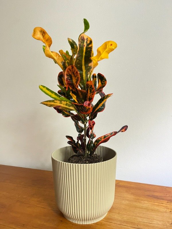 Producto - Croton Tirabuzon