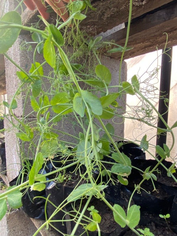 Producto - Plantines agroecologicos de tirabeques
