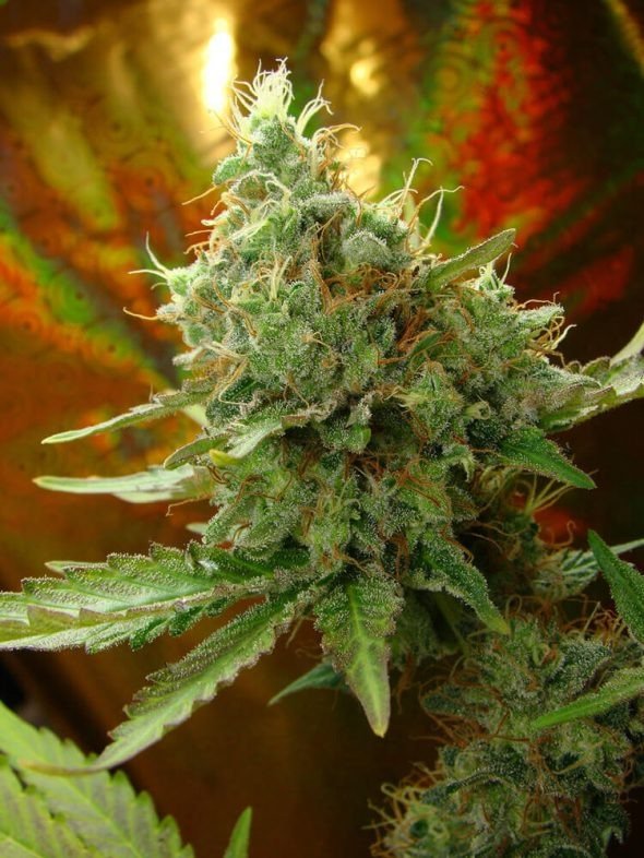 Producto - ULTRA MOHAN RAM AUTO