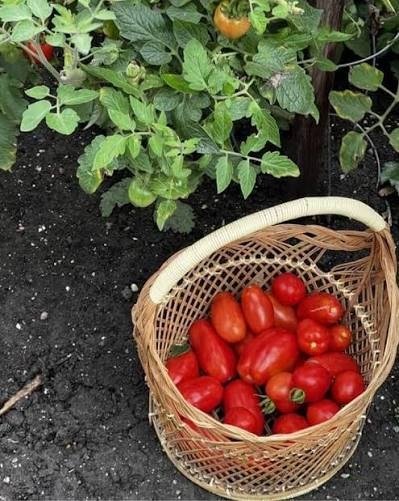 Producto - Tomates Perita Agroecológicos 1kg. Nuevo