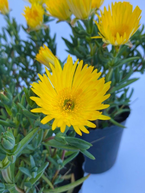 Producto - Rayito de sol amarillo en maceta n12