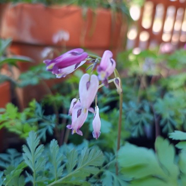 Producto - Dicentra formosa