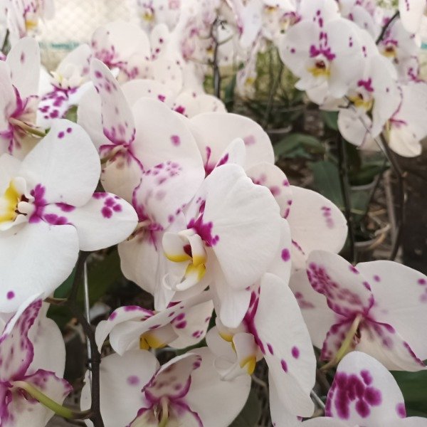 Producto - Phalaenopsis Orquídea - 6