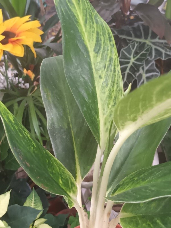 Producto - Aglaonema King of Siam - 1