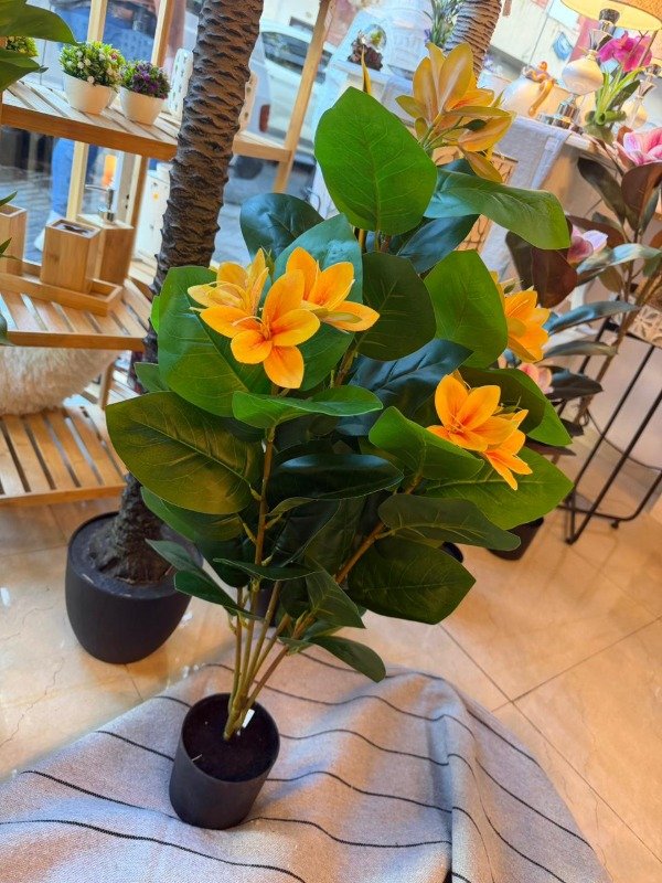 Producto - Planta Plumeria 86 cm (Efectivo: 70.000)