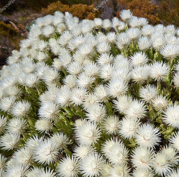 Producto - Drosanthemum floribundum 0,75 L - 2
