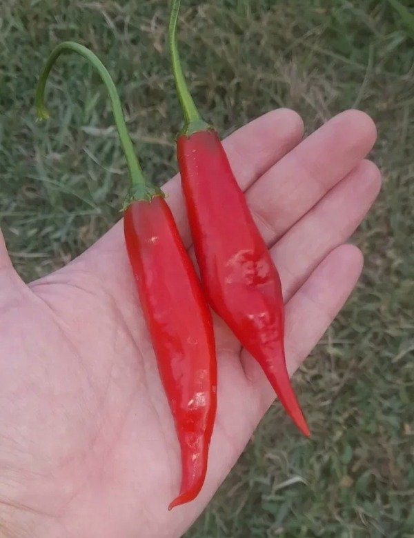 Producto - Combo 150 Semillas de Ajíes Picantes (10 variedades) - 7