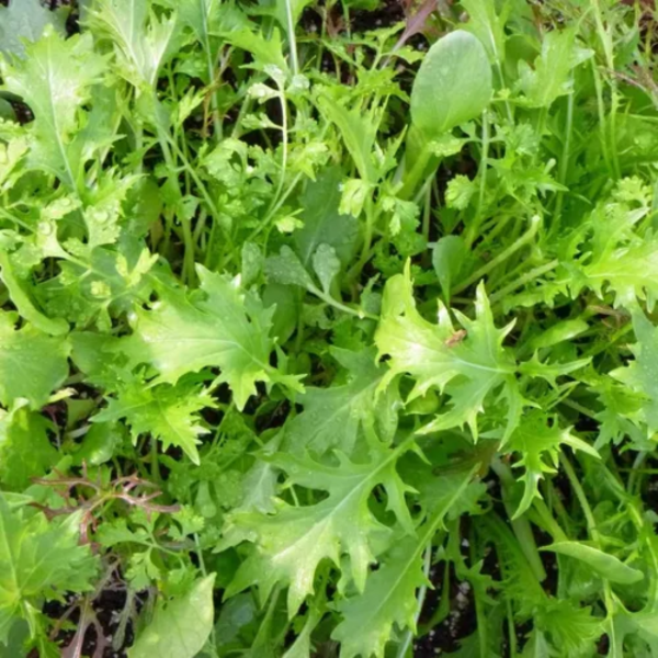 Producto - Semillas de Rúcula Rizada