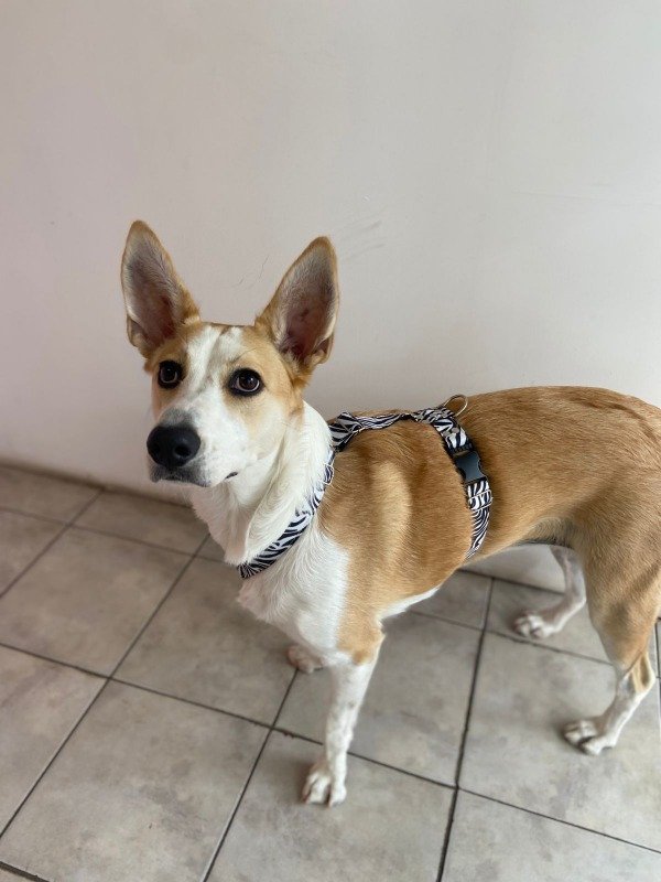 Producto - Pretal Cordura Cebra