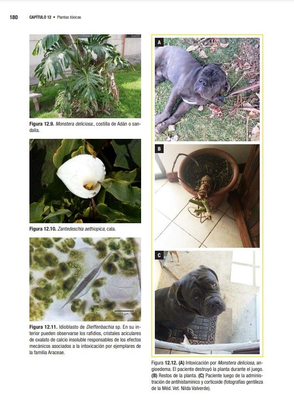 Producto - Zeinsteger: Abordaje Terapéutico de las Intoxicaciones en Pequeños Animales - 7