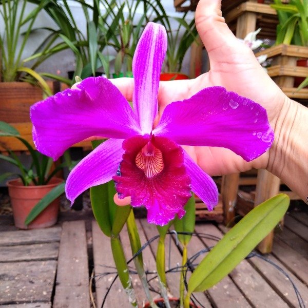 Producto - Laelia Purpurata Tipo - 0