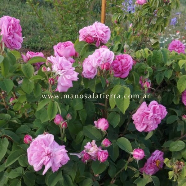 Producto - Rosal Baronne Prévost - 1
