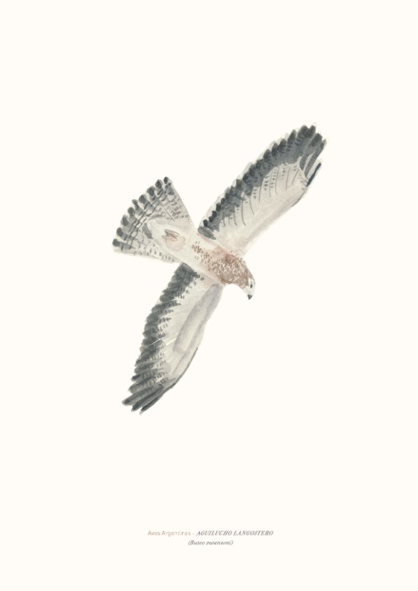 Producto - Aguilucho Langostero