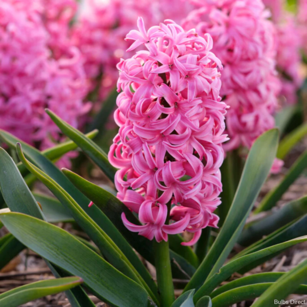 Producto - Jacinto rosado "Scarlet Pearl" (en maceta)