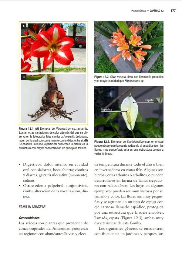 Producto - Zeinsteger: Abordaje Terapéutico de las Intoxicaciones en Pequeños Animales - 4
