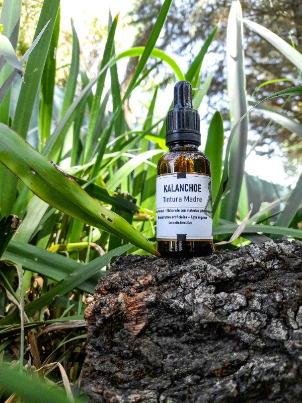 Producto - TINTURA MADRE KALANCHOE 50cc. ANTICANCERIG, ANTIINFLAMAT, TUMORES QUISTES MIOMAS