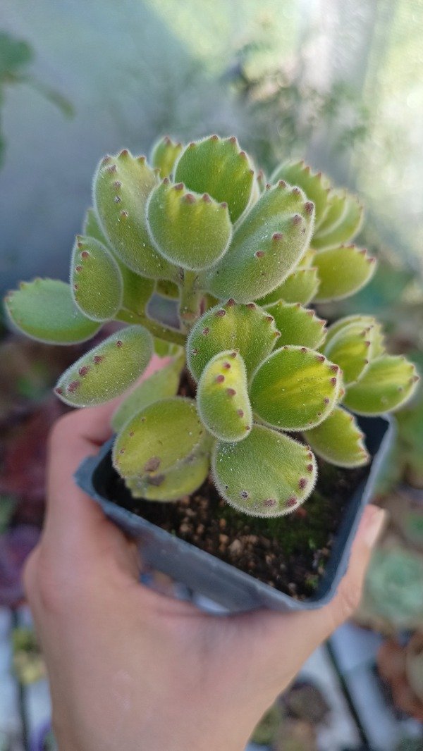 Producto - Garrita de Oso variegada (amarilla)