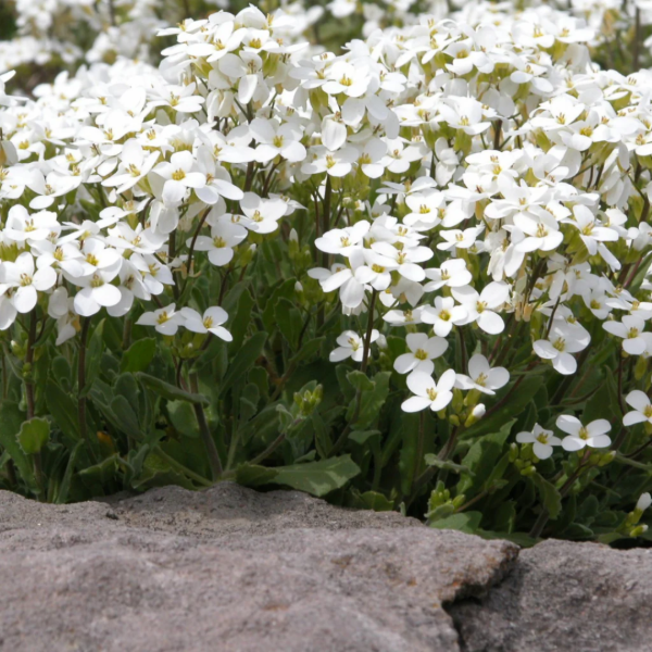 Producto - Arabis alpino