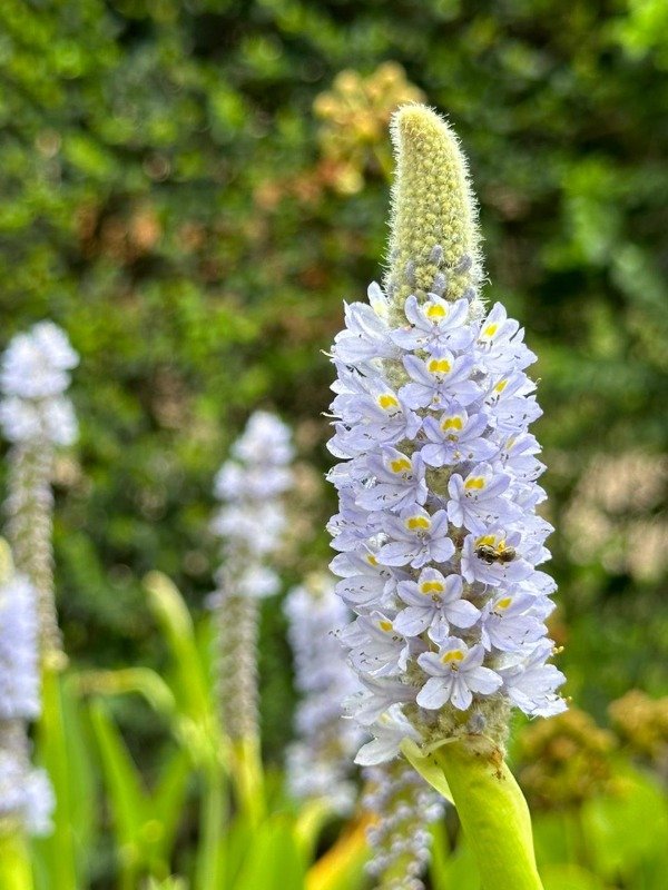 Producto - PONTEDERIA CORDATA