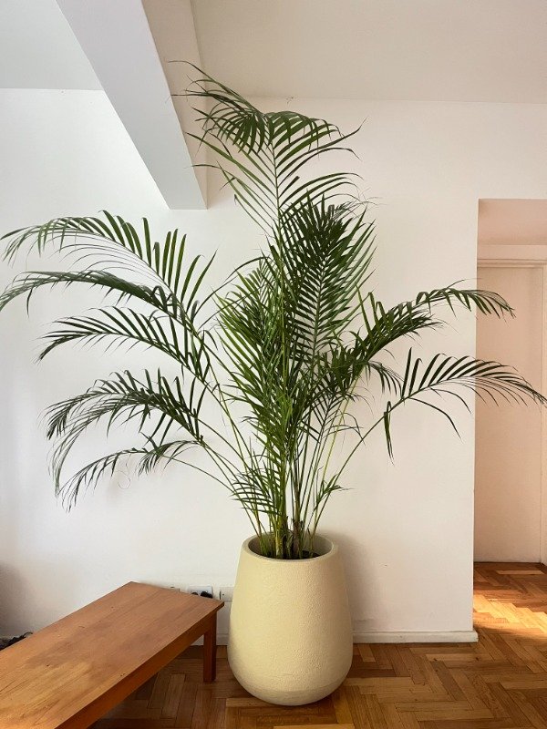 Producto - Areca Extra Grande