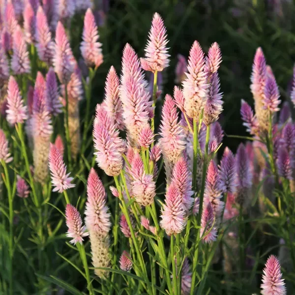 Producto - Celosia flamingo