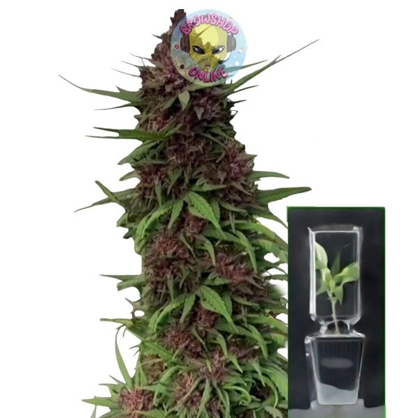 Producto - Esqueje Gran Daddy Purple x Parental X -  Mesías