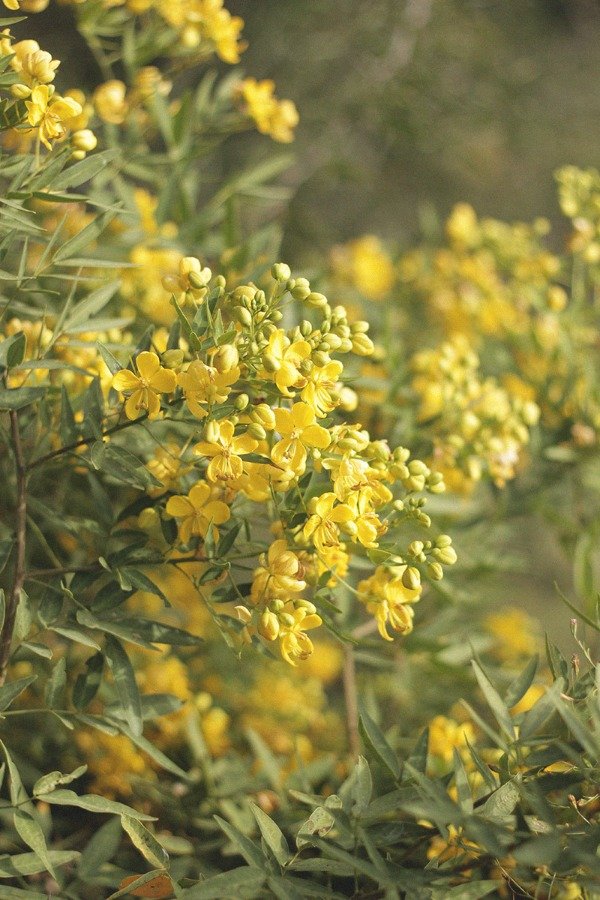 Producto - Senna corymbosa "Sen del Campo"