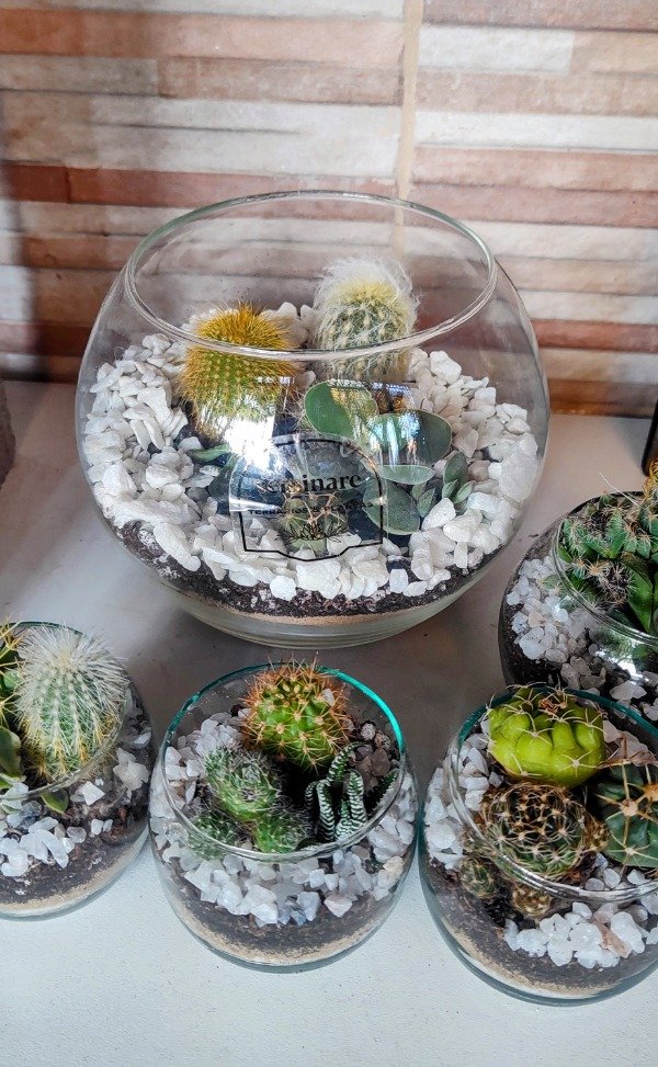 Producto - Terrario suculove
